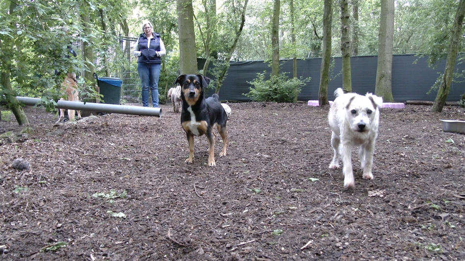 Honden