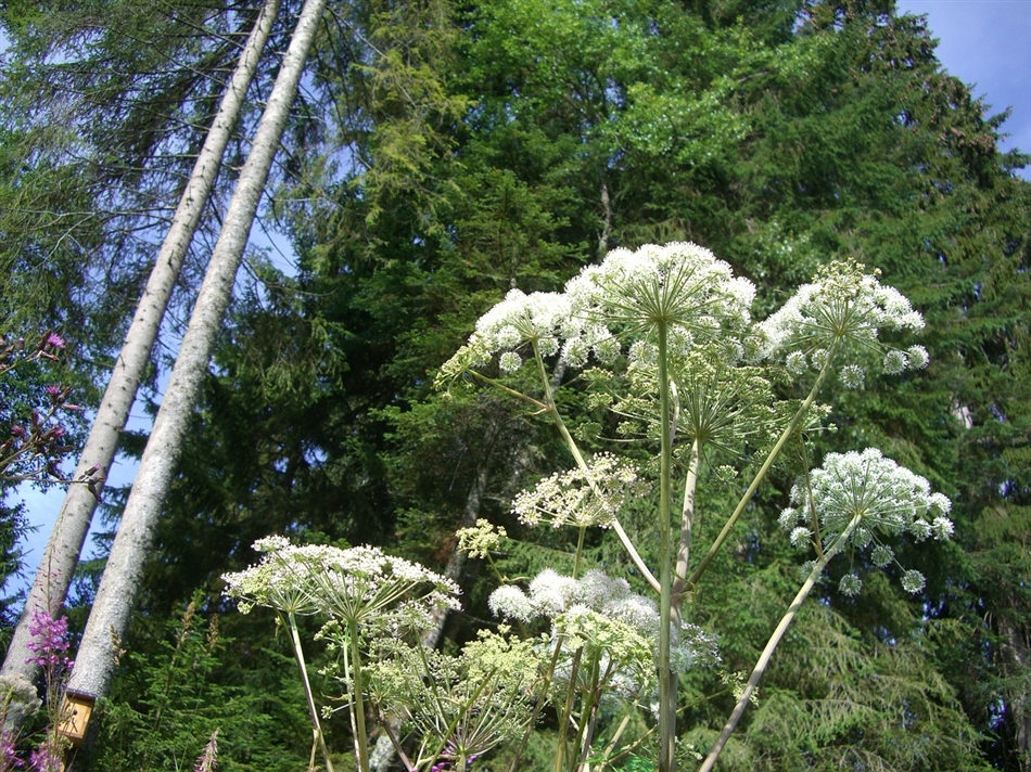 plant