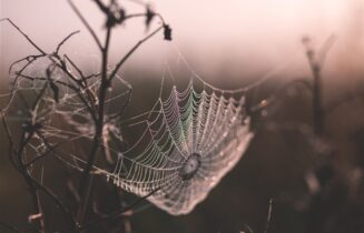 web