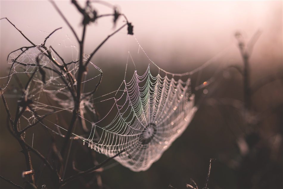 web