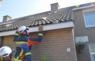 Brandweer plaatst babymeeuwen terug in nest, Griffioen in Leiderdorp