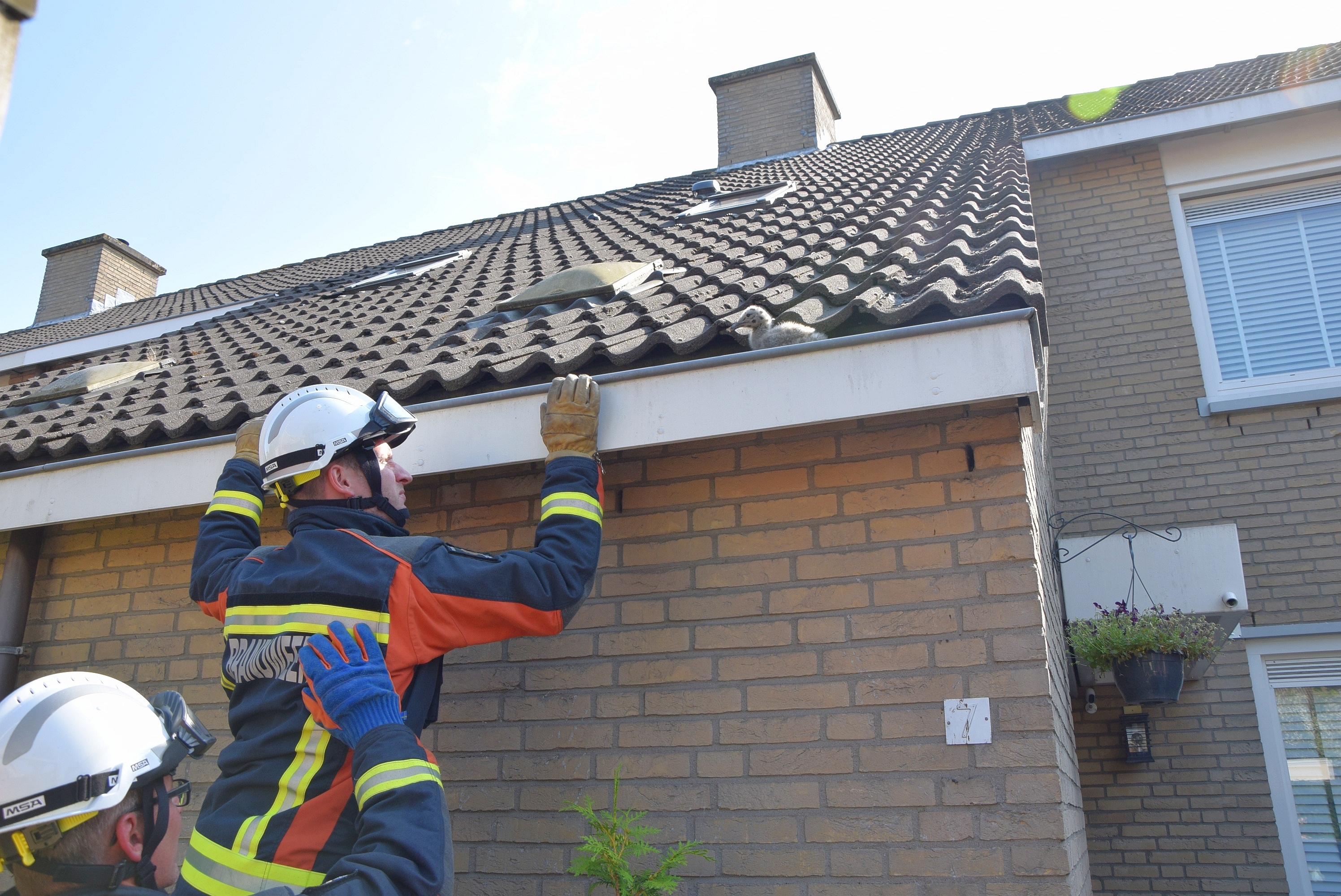 Brandweer plaatst babymeeuwen terug in nest, Griffioen in Leiderdorp