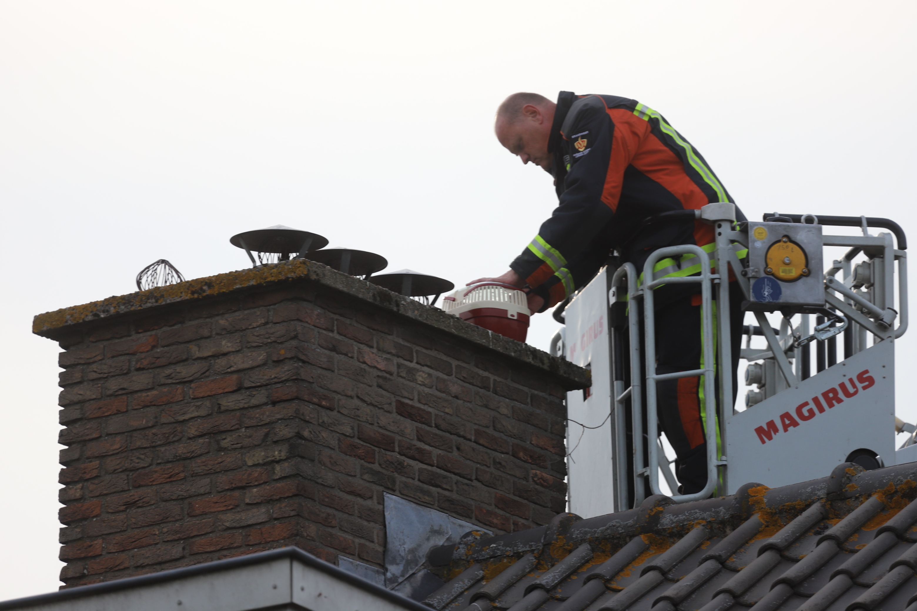 Brandweer zet jonge meeuw terug in nest, Berlagestraat in Leiden