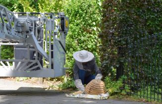 Brandweer en imker verwijderen bijennest in boom, Hofdijck in Oegstgeest