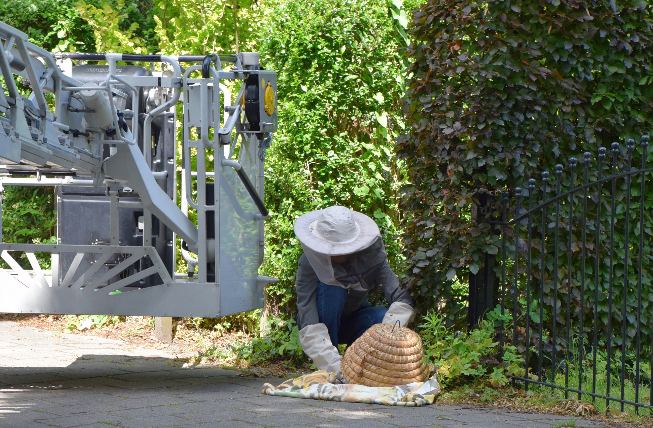 Brandweer en imker verwijderen bijennest in boom, Hofdijck in Oegstgeest