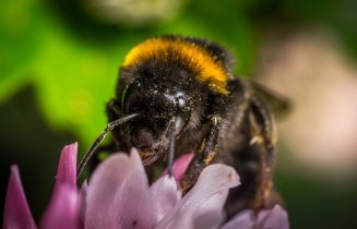 Hommel