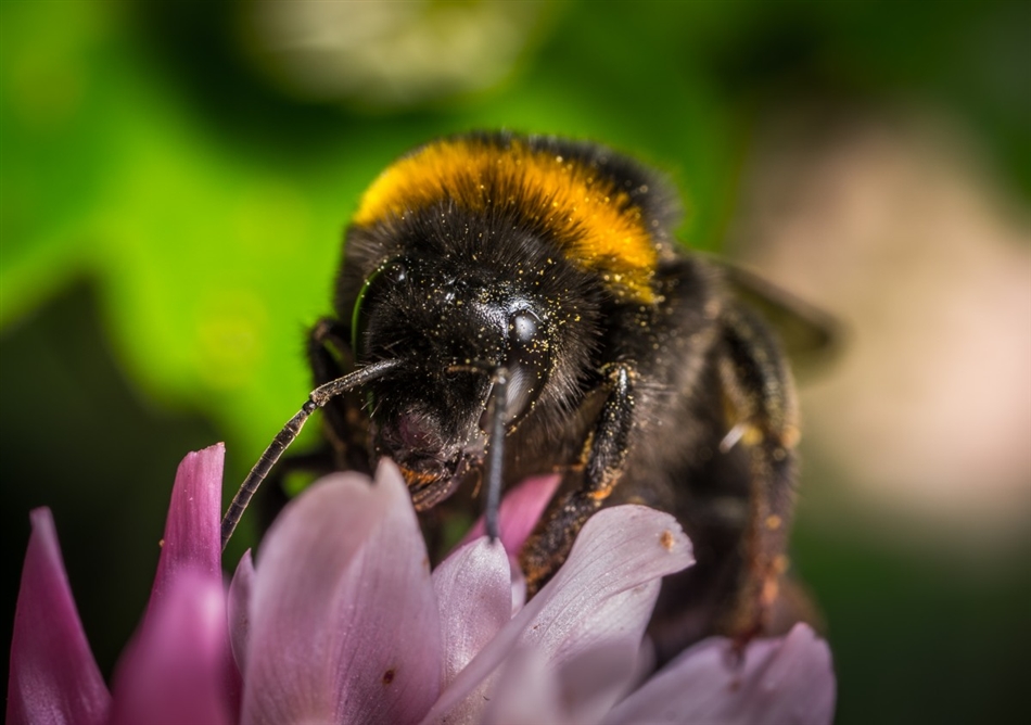 Hommel