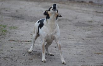 hond