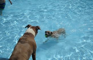 hond zwemmen water
