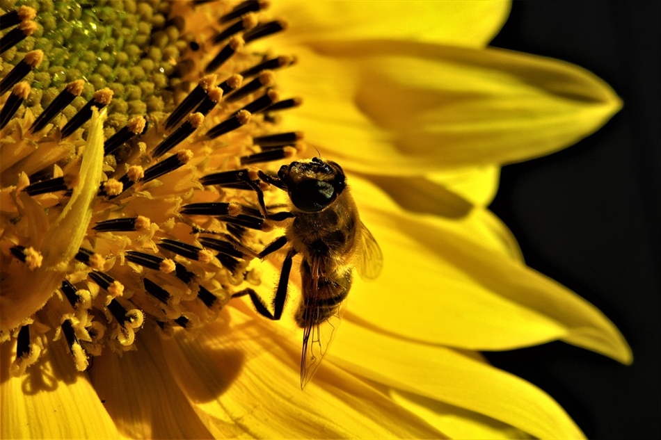 E2A07689BEE877144DAEA7832B9A8928_950_0