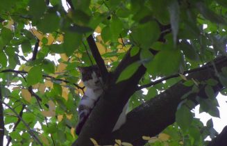 Eigenaar red kat met brandweer trap, Reigerhorst in Leiden