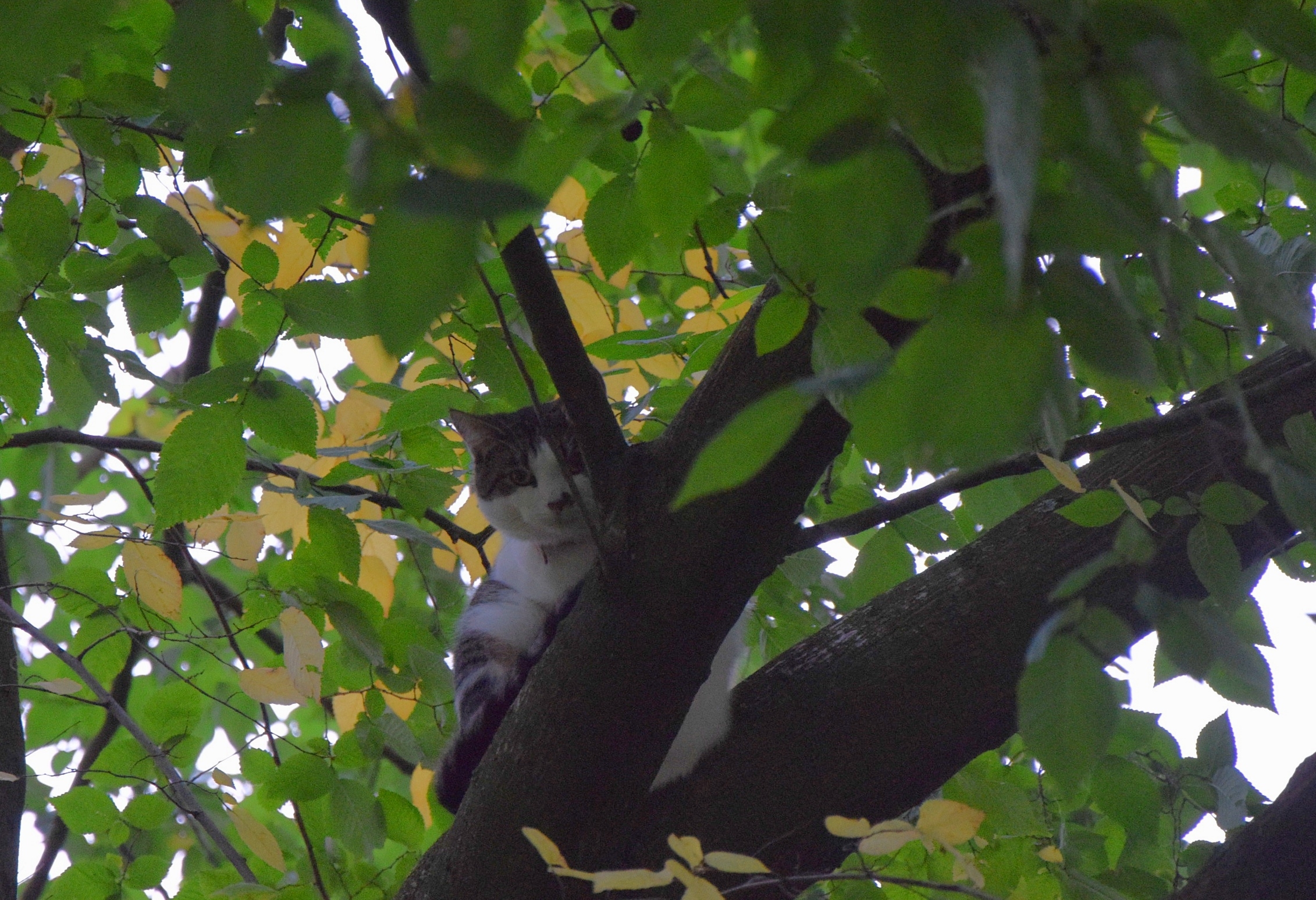 Eigenaar red kat met brandweer trap, Reigerhorst in Leiden