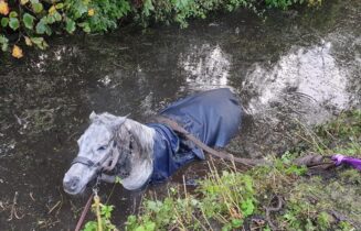 Paard Sloot Voorschoten