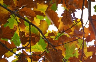 herfst