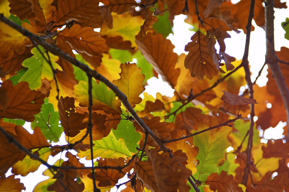 herfst