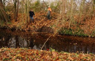 IJsvogels in Park Rosenburgh