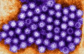 norovirus