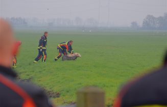 schaap uit sloot