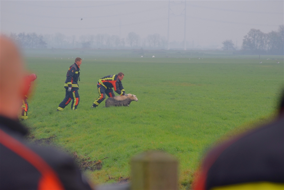 schaap uit sloot
