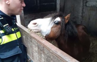 Gestolen pony