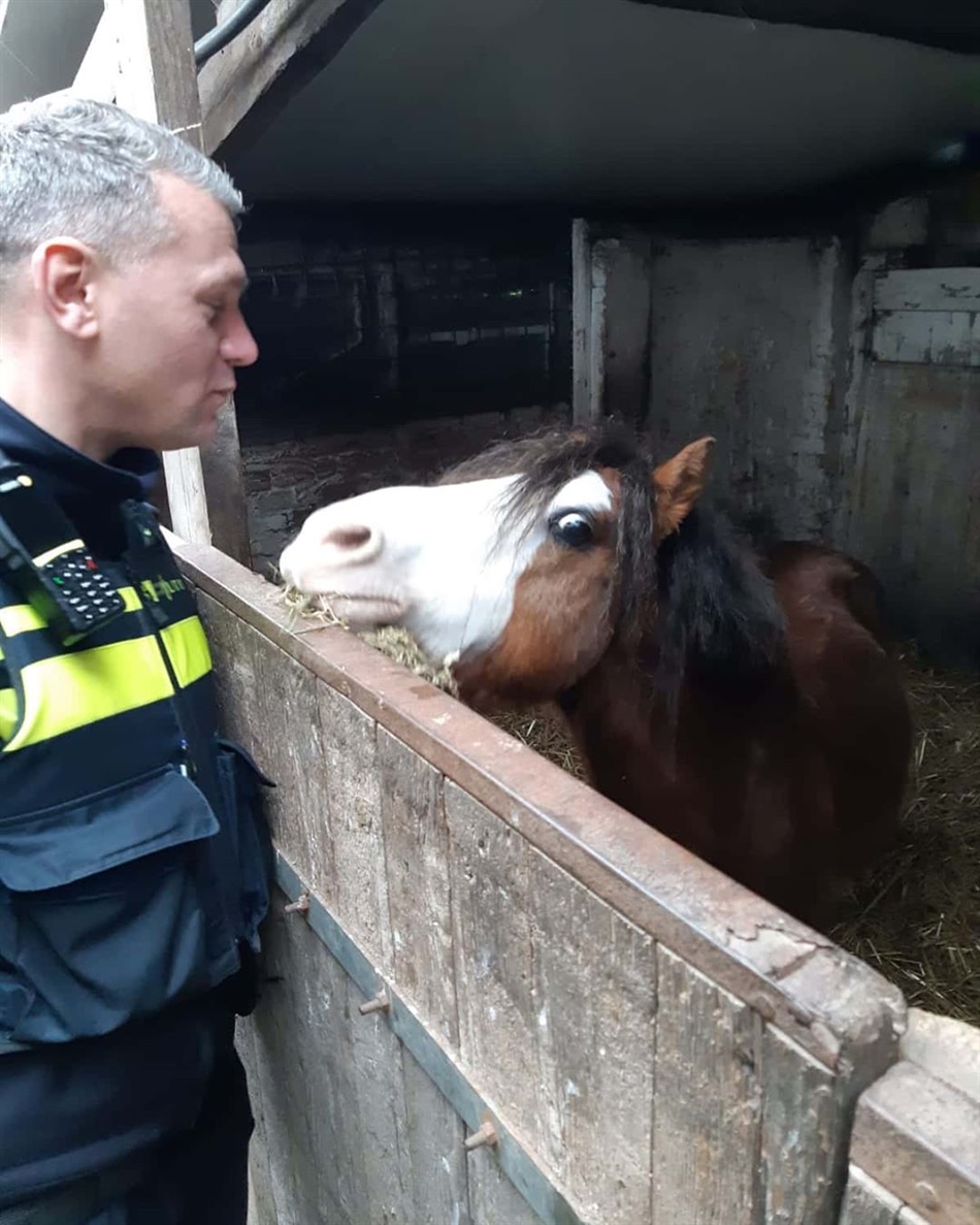 Gestolen pony