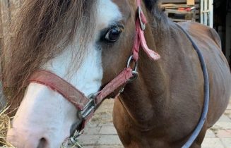 Pony gestolen
