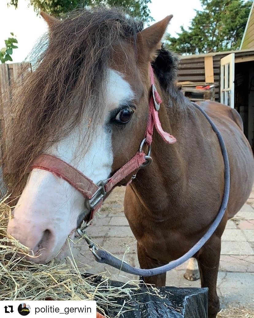 Pony gestolen