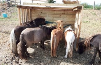 Pony rescue team