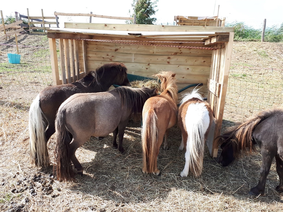 Pony rescue team