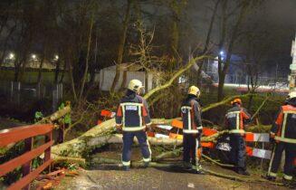omgevallen boom blokkeert