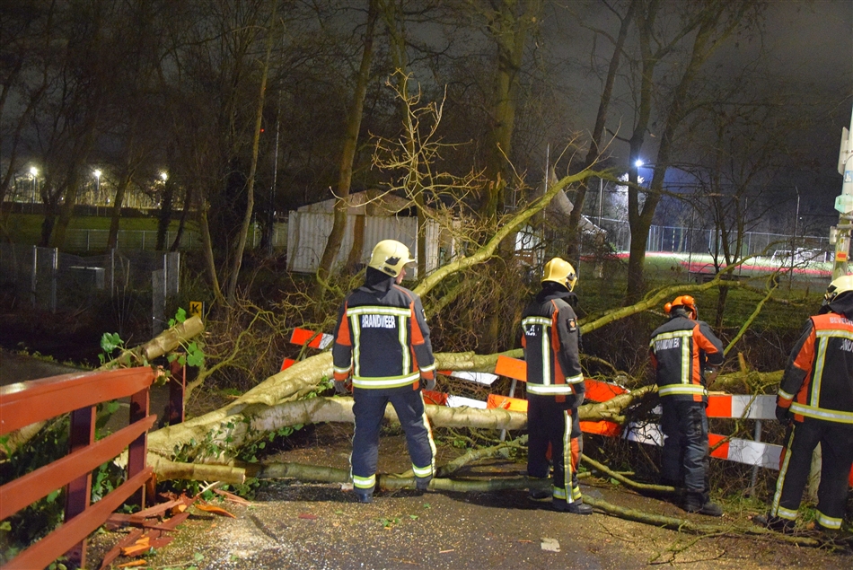 omgevallen boom blokkeert