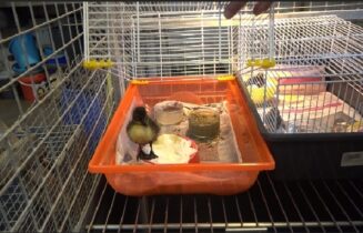 wilde dieren