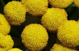 Pollen 1