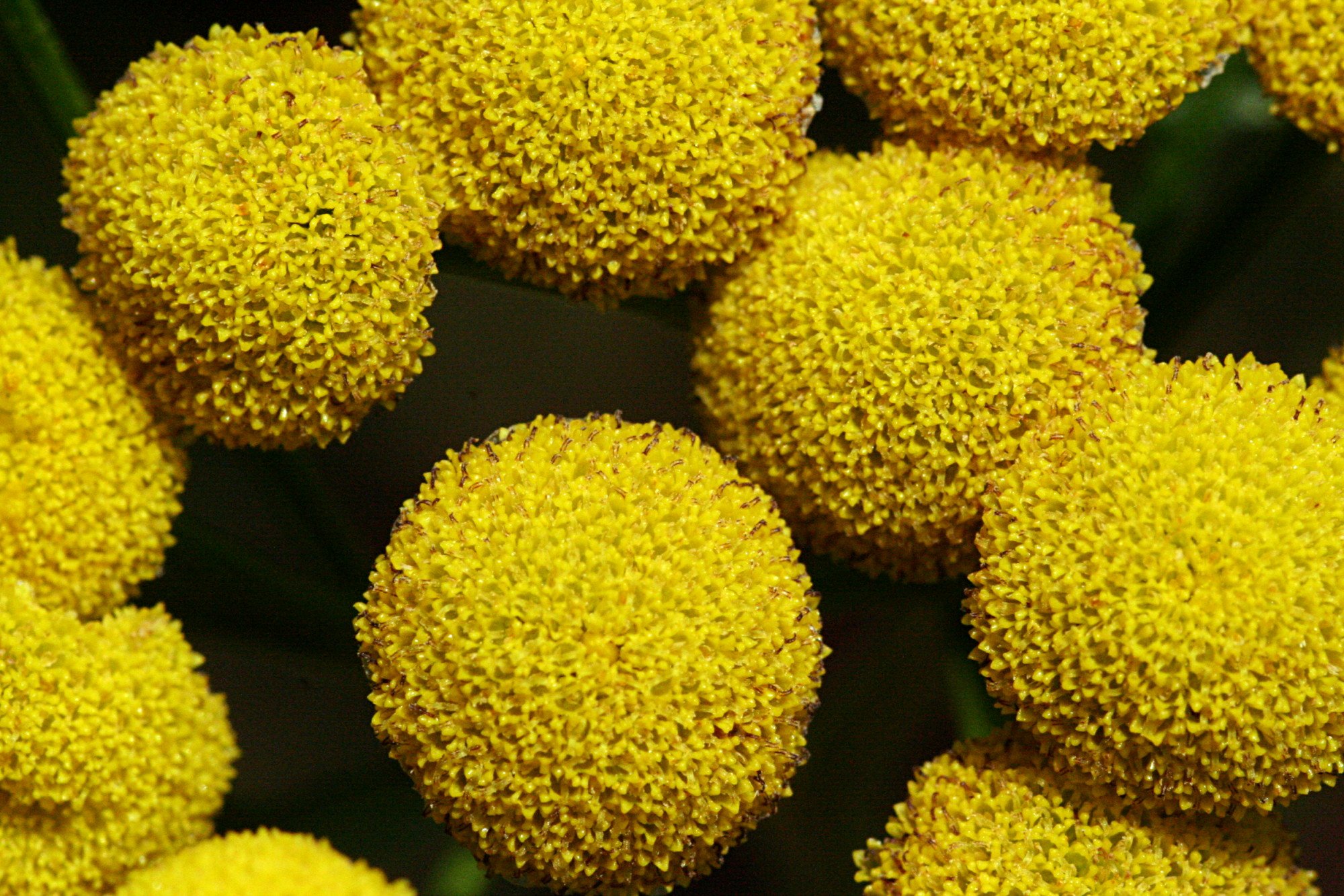 Pollen 1