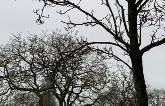 Bomen