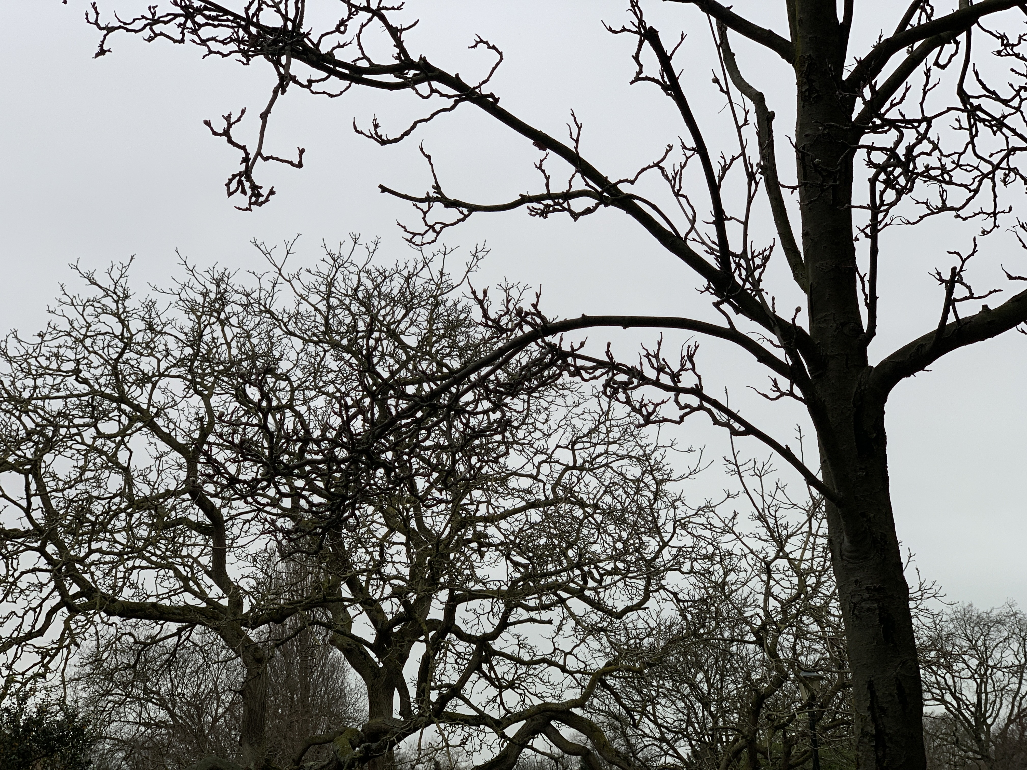Bomen