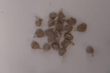 Drugs