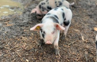 Kinderboerderij