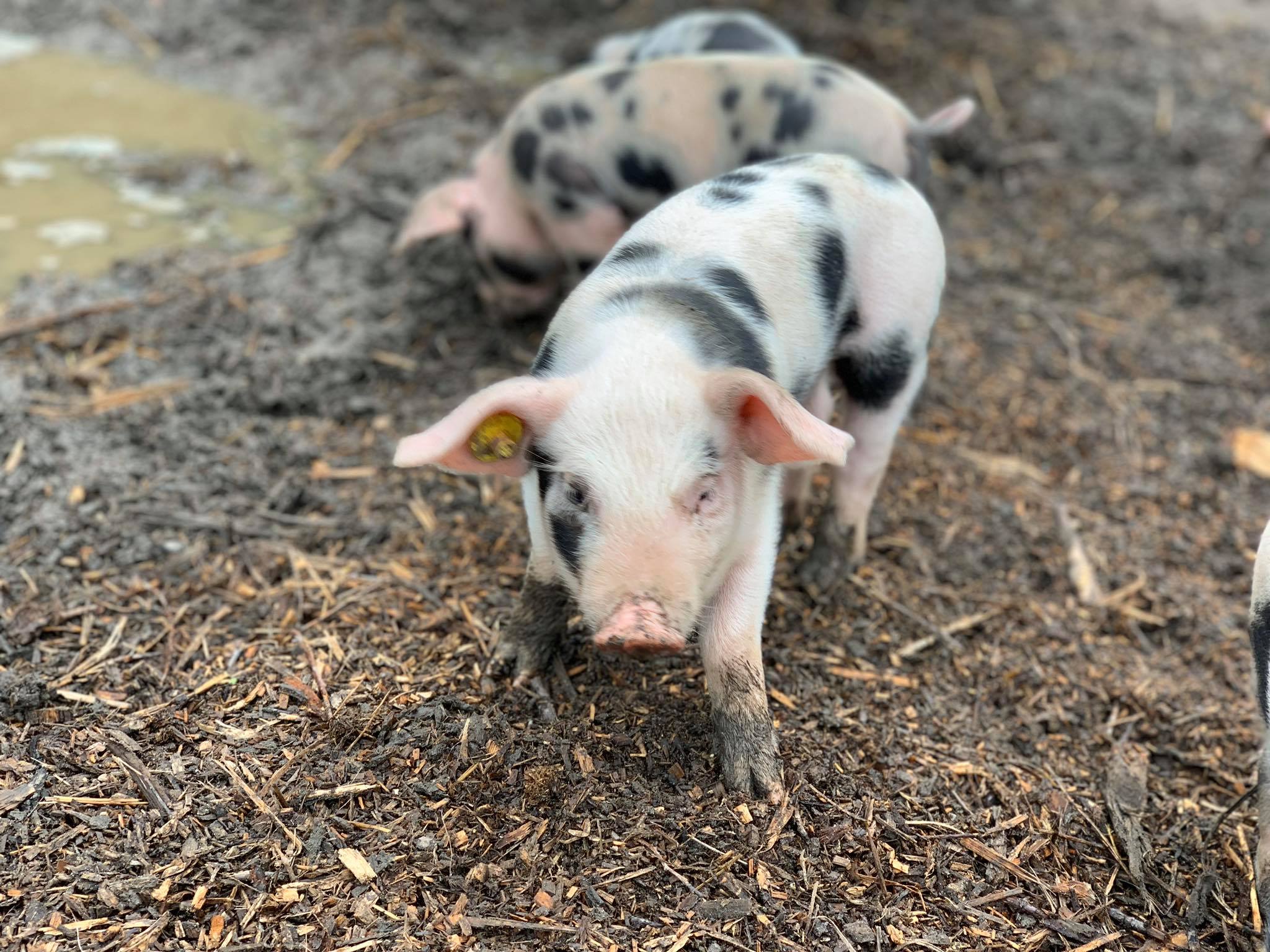 Kinderboerderij