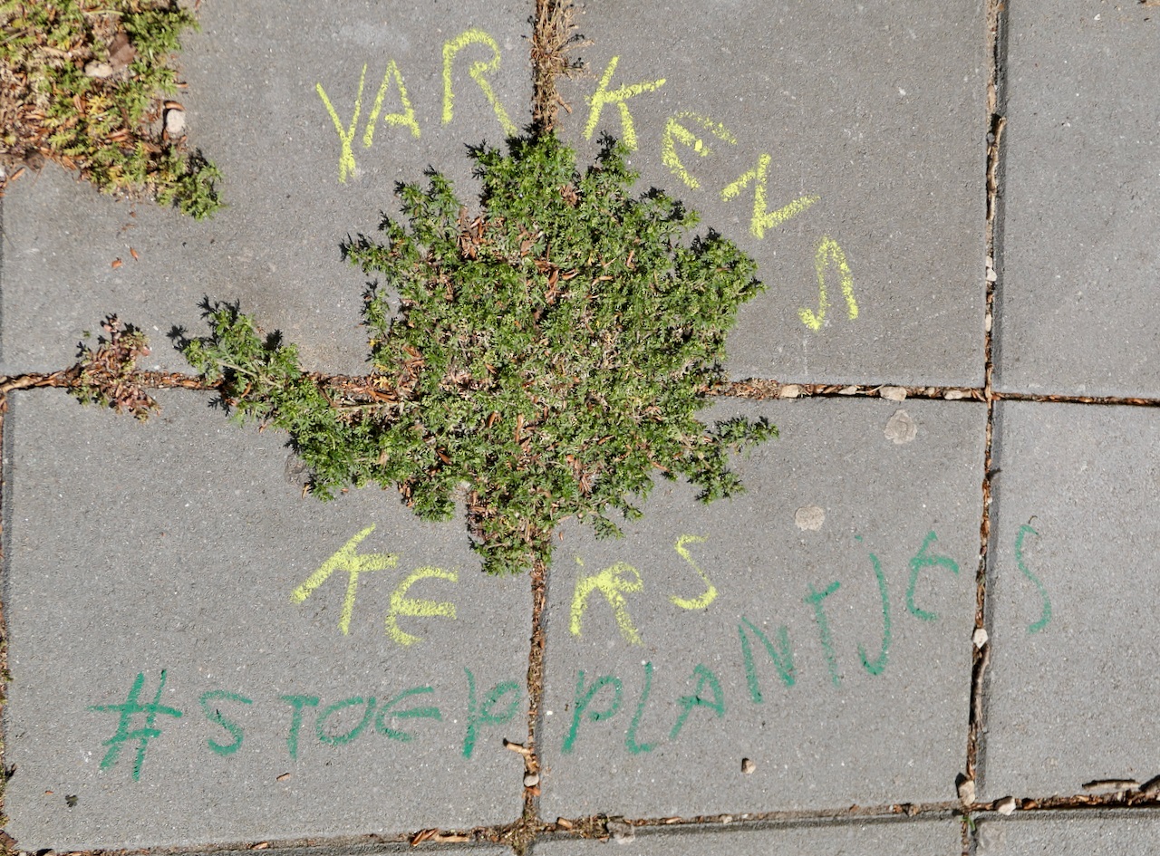 Stoepplantjes - Varkenskers