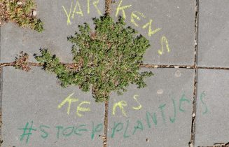 stoepplant
