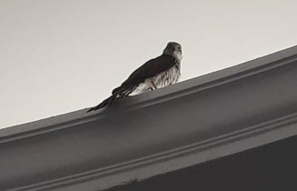 buizerd