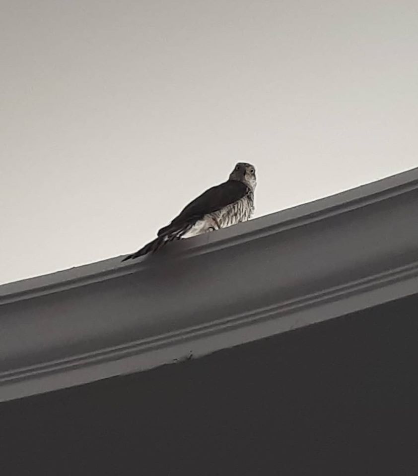 buizerd
