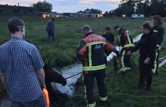 paard brandweer