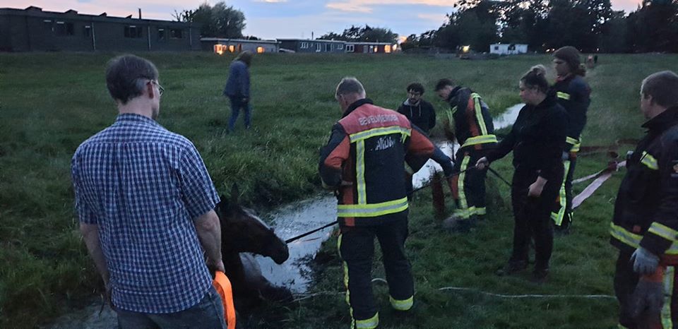 paard brandweer