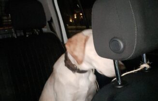 Hond