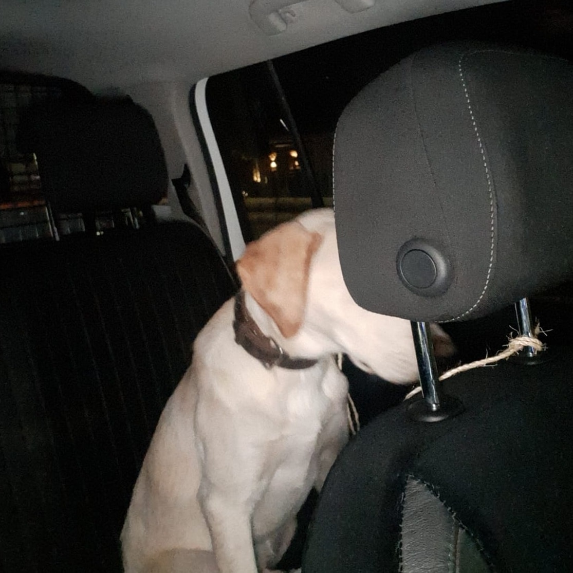 Hond