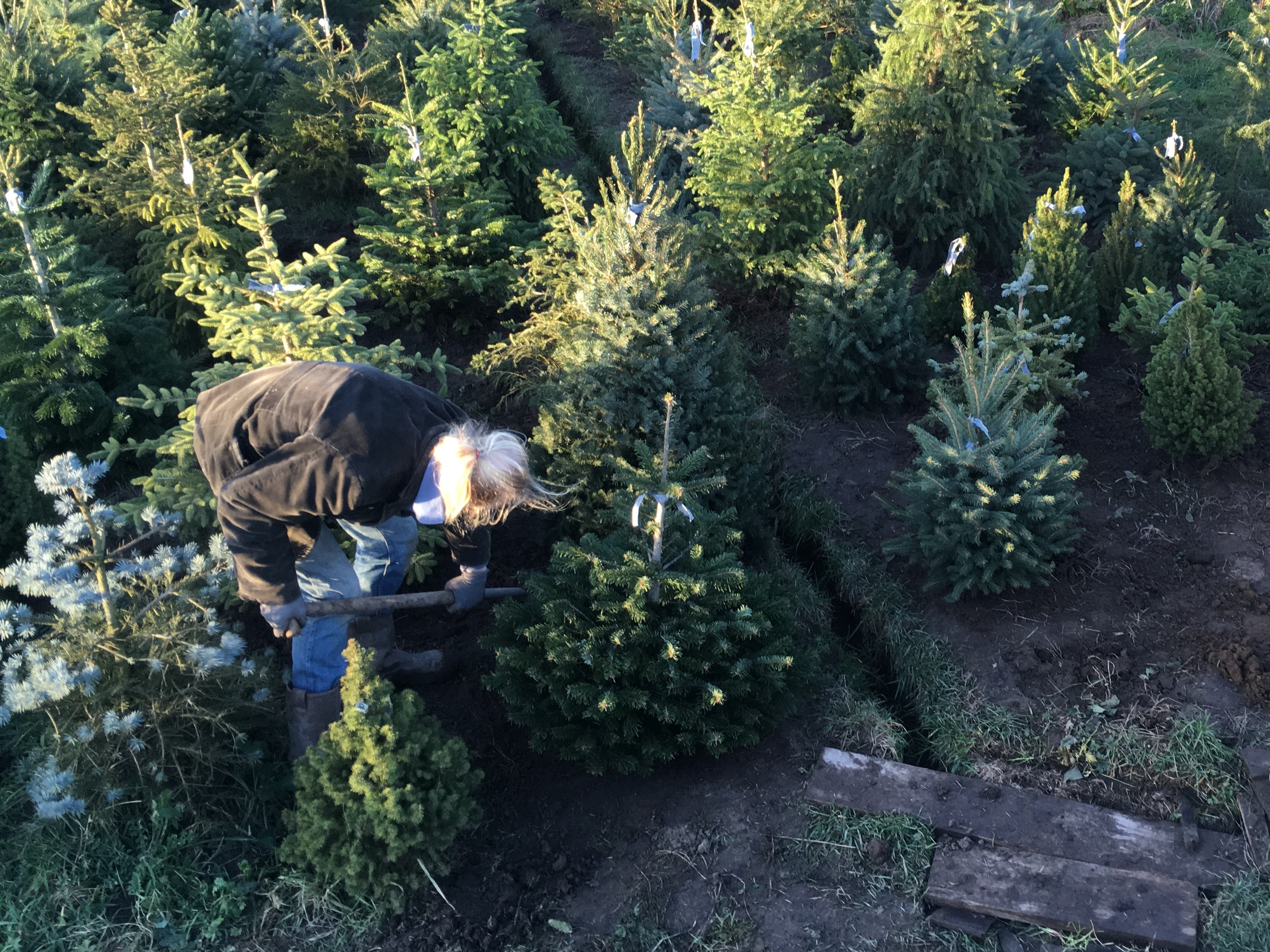 kerstboomplanbten