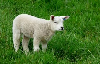 Lammer