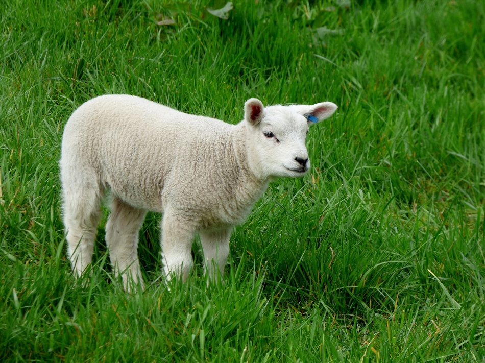 Lammer